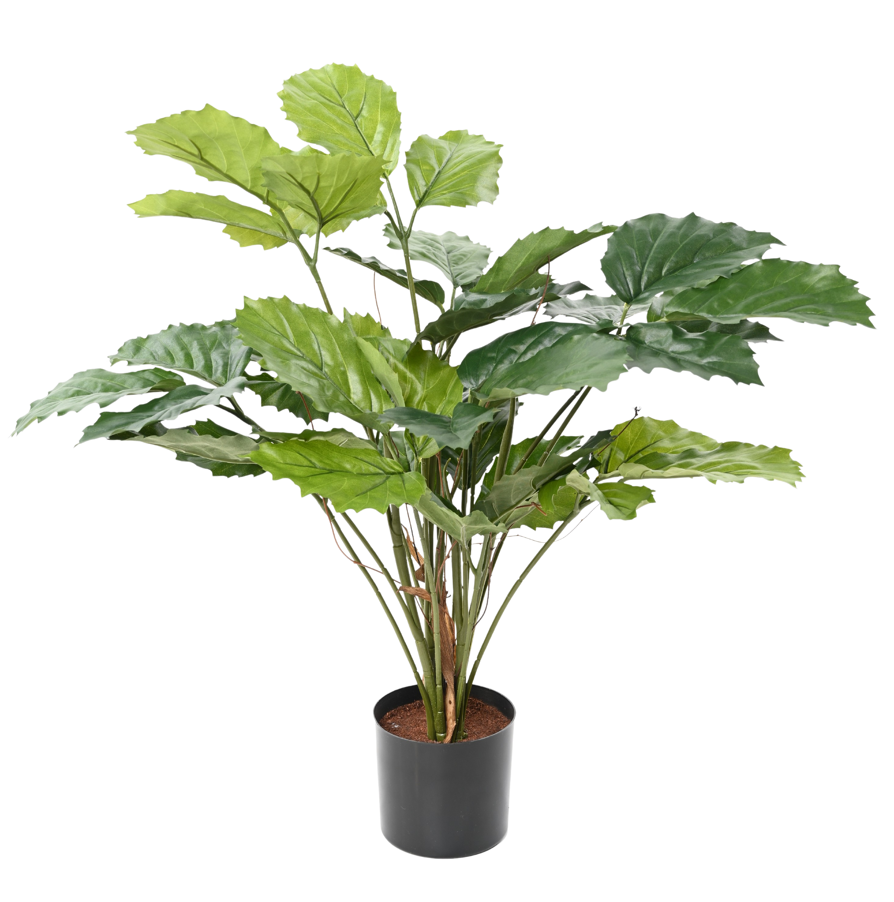 180 nouveautés par an | Des collections renouvelées en continu